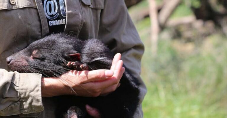 Devils at Cradle: Day Keeper Tour and Entry to Wildlife Park - Who Should Consider This Tour?