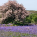 Devon: Dartmoor National Park Guided Tour - Why This Tour Stands Out