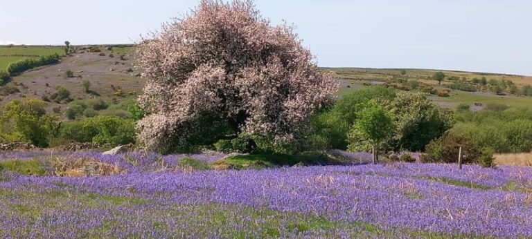 Devon: Dartmoor National Park Guided Tour - Why This Tour Stands Out