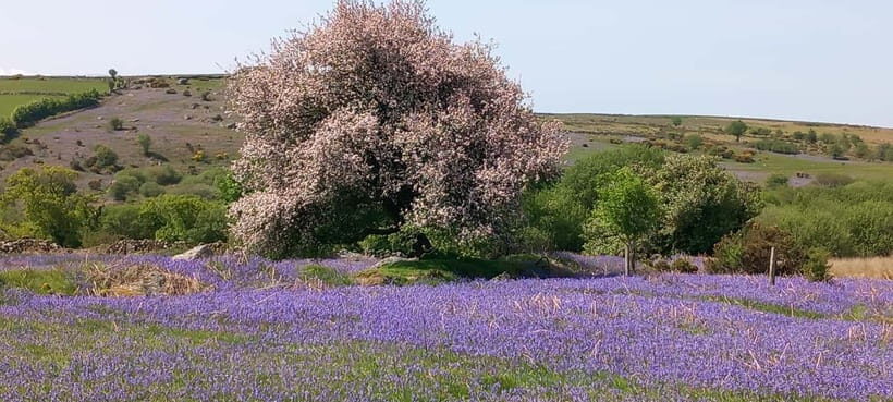 Devon: Dartmoor National Park Guided Tour - Why This Tour Stands Out