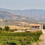 Di Giovanna Winery Tour & 5 Wine Tasting - Final Thoughts: Is It Worth It?