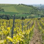 Dijon/Beaune: Full day Ebike Burgundy tour, tastings & lunch - The Value of This Tour