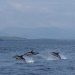 Dingle Boat Tours RIB Adventure Private - An In-Depth Look at the Dingle RIB Adventure