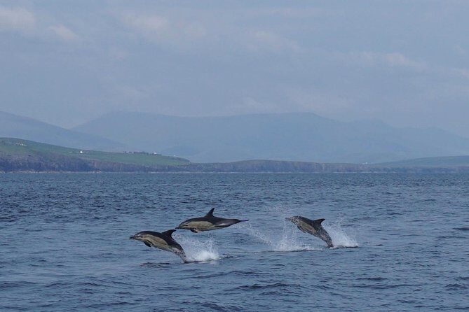 Dingle Boat Tours RIB Adventure Private - An In-Depth Look at the Dingle RIB Adventure