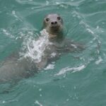 Dingle Boat Tours Wildlife RIB Adventure - Who Should Consider This Tour?