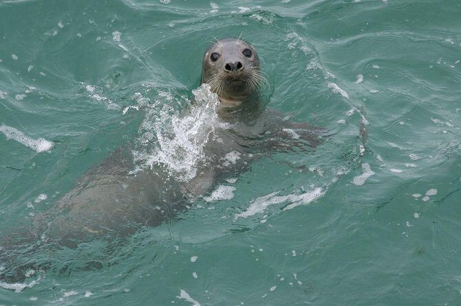 Dingle Boat Tours Wildlife RIB Adventure - Who Should Consider This Tour?