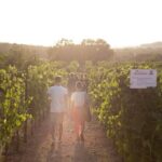 Dinner in the vineyard with wine tasting and walk - Who Will Love This Experience