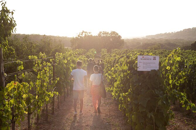 Dinner in the vineyard with wine tasting and walk - Who Will Love This Experience
