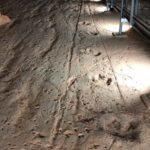 Dinosaur Stampede 3/4 Day Tour - What We Loved About This Tour