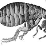 Disastrous London: Plague, Fire, and Revolution - Practical Info and Value