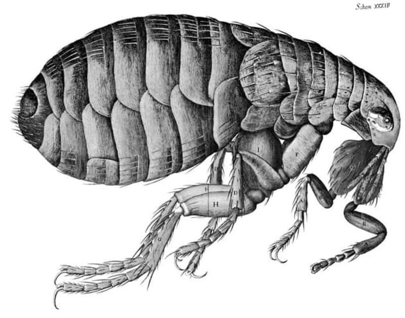 Disastrous London: Plague, Fire, and Revolution - Practical Info and Value