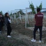 Discover Abruzzo and Castelferrato: Visit Vineyards and Wine Tasting - Is This Tour Right for You?
