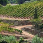 Discover Authentic Flavors of Elba Island: Winery Tour & Tasting - FAQ