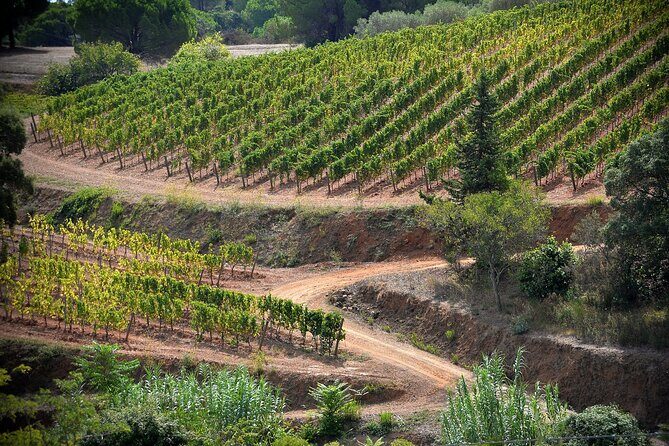 Discover Authentic Flavors of Elba Island: Winery Tour & Tasting - FAQ