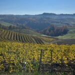 Discover Brunello Wines with DiWine Experience - What’s Included and Practical Tips