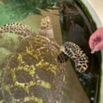 Discover Fijian Culture and Reptiles - Analyzing the Value