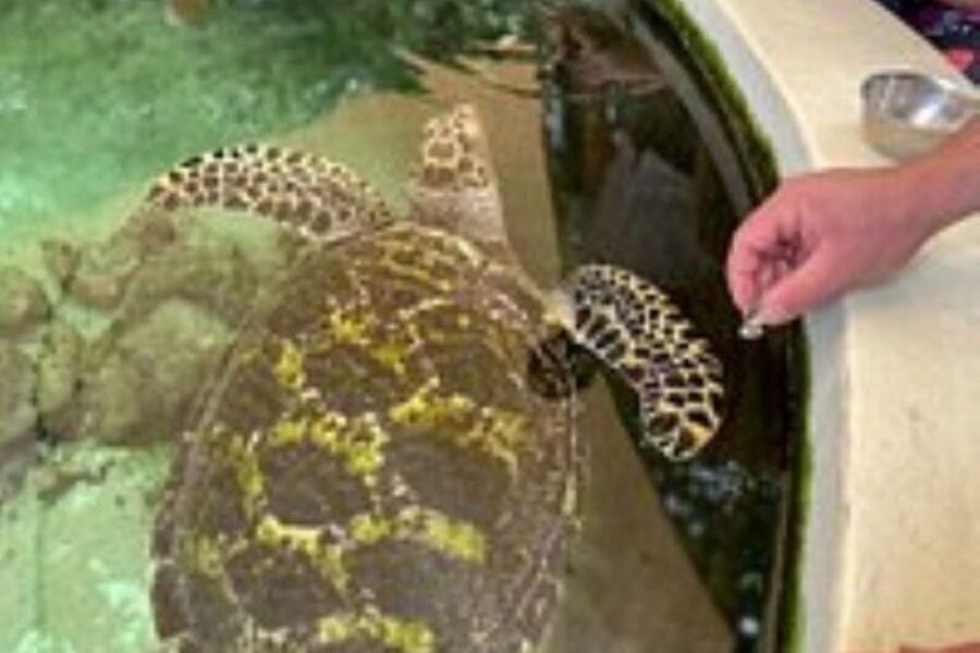 Discover Fijian Culture and Reptiles - Analyzing the Value