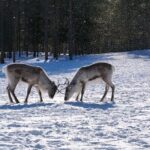 Discover Inari: Reindeer Farm, Siida Museum & Open Fire Lunch - Who Will Love This Tour?