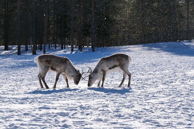 Discover Inari: Reindeer Farm, Siida Museum & Open Fire Lunch - Who Will Love This Tour?