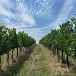 Discover Italian Wines: Exclusive Tasting at Tenuta La Viola - A Deeper Look at the Experience