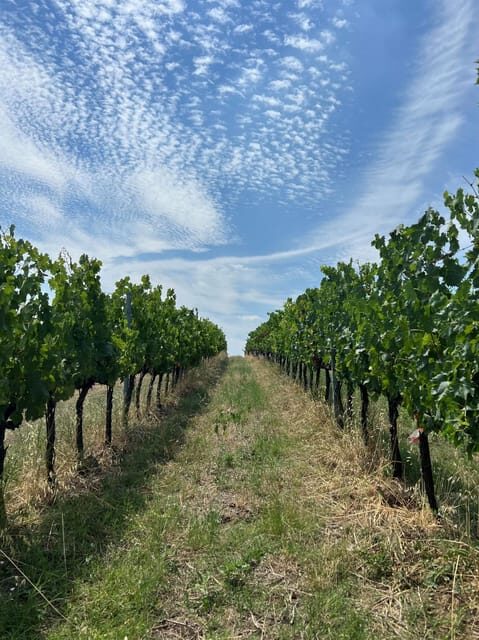Discover Italian Wines: Exclusive Tasting at Tenuta La Viola - A Deeper Look at the Experience