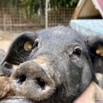 Discover Montepulciano: Cinta Senese Pigs, Lunch & wine in a Farm - Who Will Love This Tour?