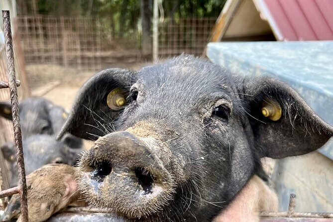 Discover Montepulciano: Cinta Senese Pigs, Lunch & wine in a Farm - Who Will Love This Tour?