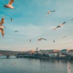 Discover Prague  4 Hours Tour Driving - Authentic, Practical Insights from Travelers