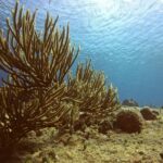 Discover Scuba Diving - A Detailed Look at the Discover Scuba Experience in Cozumel