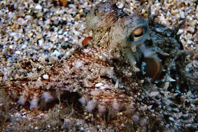 Discover Scuba Diving in Naxos, Greece - What Reviews Say About the Experience