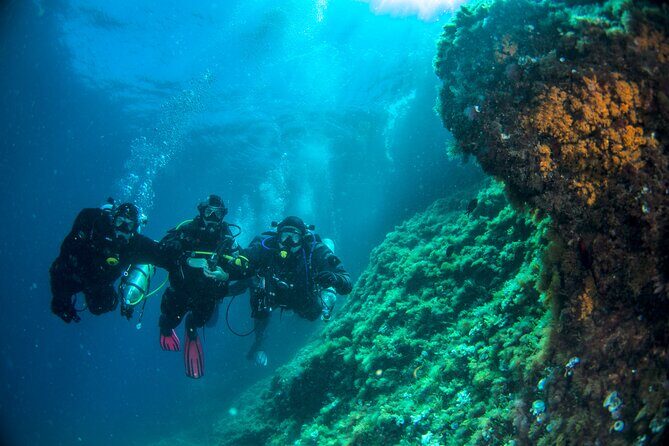 Discover Scuba Diving PADI - Trial dive in Sorrento - Analyzing the Value