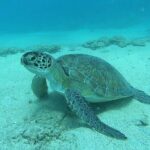 Discover SCUBA Diving with Pissouri Bay Divers - The Sum Up
