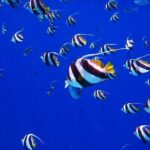 Discover the Beauty of Polynesian Waters by Boat and Snorkeling - Exploring the Tour in Depth