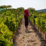 Discover the Essence of Ibizas rich wine culture - A Deep Dive into the Ibiza Wine Experience