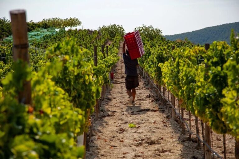 Discover the Essence of Ibizas rich wine culture - A Deep Dive into the Ibiza Wine Experience