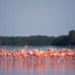 Discover the FABULOUS PINK WATERS at the Caribean (Las Coloradas+Río Lagartos) - Practical Tips for Future Travelers
