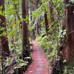 Discover the Hidden Gems of São Miguel - Full Day Private Tour - Stop 3: Lagoa do Fogo – The Youngest Volcano’s Lake