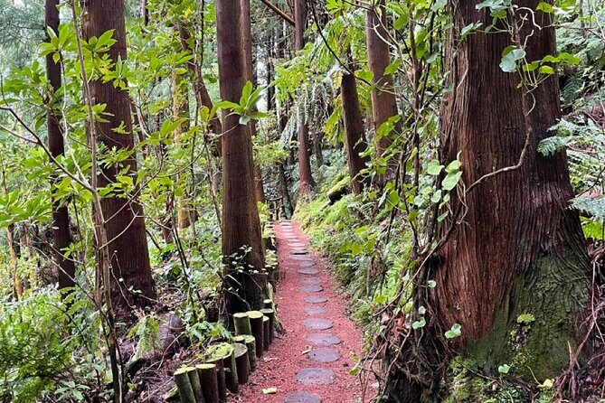Discover the Hidden Gems of São Miguel - Full Day Private Tour - Stop 3: Lagoa do Fogo – The Youngest Volcano’s Lake