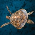 Discover the magical Moorea Lagoon - Final Thoughts