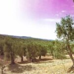 Discovering extra virgin olive oil - A Detailed Look at the Tour