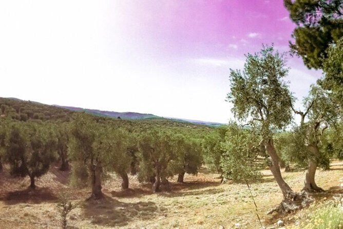 Discovering extra virgin olive oil - A Detailed Look at the Tour