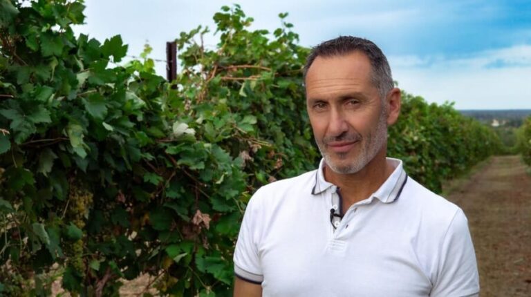 Discovering the mystery grape varieties - FAQs