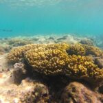Dive Into Paradise: Snorkel Adventure at Paradise Cove - The Eco-Experience: Giving Back to the Reef