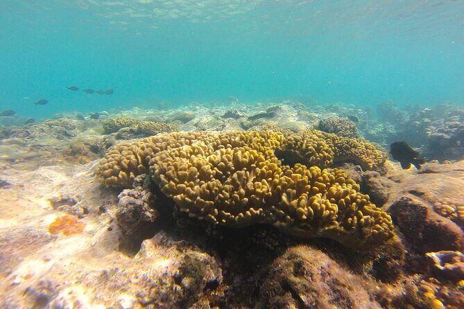 Dive Into Paradise: Snorkel Adventure at Paradise Cove - The Eco-Experience: Giving Back to the Reef