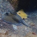Diving at Lanzarote - 2 guided dives for certified divers - Who Will Love This Tour?