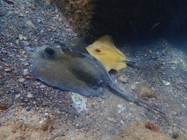 Diving at Lanzarote - 2 guided dives for certified divers - Who Will Love This Tour?