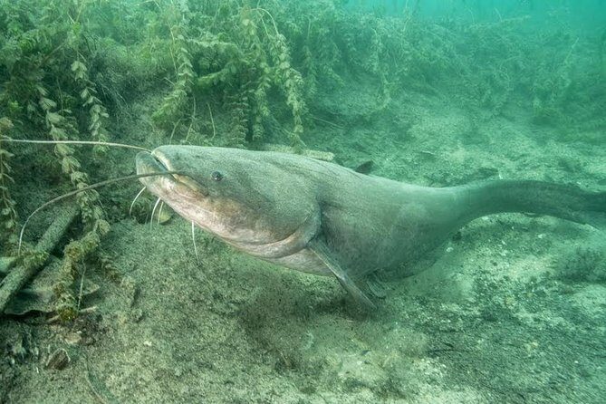 Diving Bled - What to Expect During Your Dive