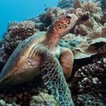 Diving day - A Closer Look at the Tahiti Diving Day Experience