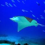 Diving in Cancun for Certified Divers | 2 Dives | All Inclusive - FAQ