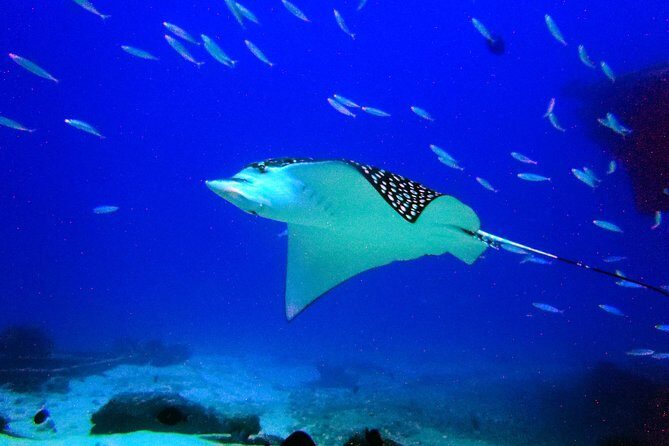 Diving in Cancun for Certified Divers | 2 Dives | All Inclusive - FAQ